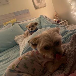 Meet your Posher, Dan